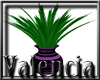 {CV} Flutterby Plant