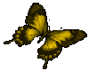 yellow butterfly L