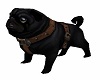 Black Pug / Pet