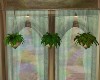 [K] P Hanging Plants