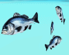 Sea Bass
