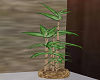*CYN* bambooplant