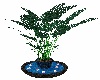 Water Candle Plant