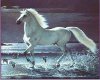 andalusian horse2