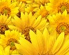 Sunflowers & Ladybug 