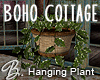 *B* Boho Cottage H Plant