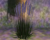 Plant lavender