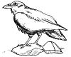 Raven