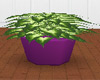 Lg Plant in Purple Pot