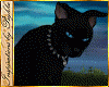 !T! Pets | Black Cat