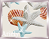Dream Love Shells