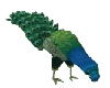 Peacock Anim