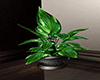 Cozy Realistic Plant