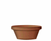 Growing Flowers