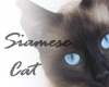 ☮ Siamese cat