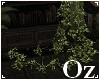 [Oz] - ivy plant