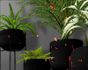 ☯ Plant Set II