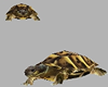 Aqurarium Turtles