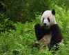 panda