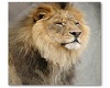 Lion pic 1