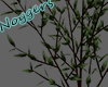 Olive Tree