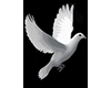 White Dove Profile pic