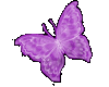 pretty purple butterfly