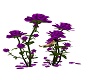 Purple Roses/ with poses