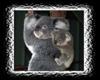 Aussie Koala an bub