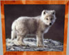 Wolf Cub Picture