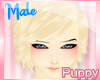 [Pup] Setsu Golden M