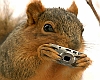 Squirrel takes photo