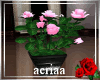 Potted Roses G
