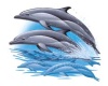Dolphin Streaming Radio
