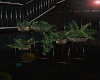 *Skyline Apt Plant*# 3