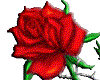 [DS]Rose6
