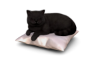 Black Cat in Pillow