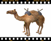 Egypt Sun Camel