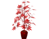 RK Red on Red Plant