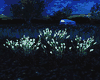 Night Swamp Reeds