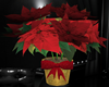 CHRISTMAS FLOWER