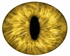 M-Dragon Yellow Eyes