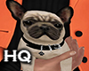 Boston Puppy Pug