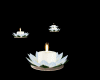 Floating Candles Lillys