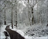 Snowy Path BG