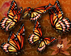 5 Monarchs for Yumi