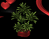 lHKl Valentine Plant