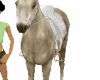 animated horse bride