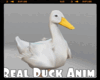 *Real Duck Anim.