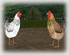 Farm chickens - sizable